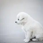 Hvad er forskellen mellem en tæpperenser og en støvsuger?